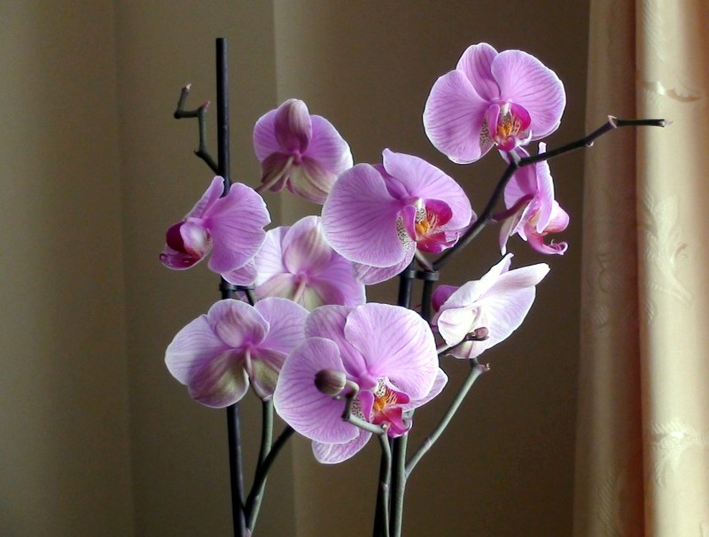 Где В Красноярске Можно Купить Орхидеи