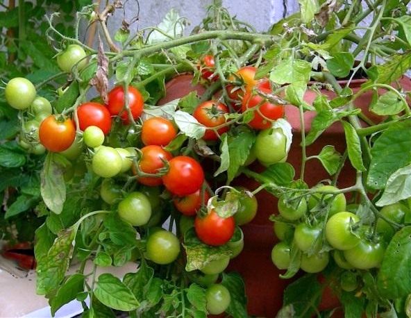 Как выбрать семена томатов « Газета «Старицкий Вестник»