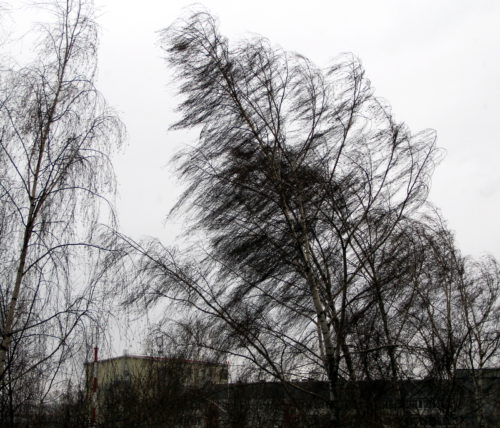 Синоптики вновь предупреждают об усилении ветра 