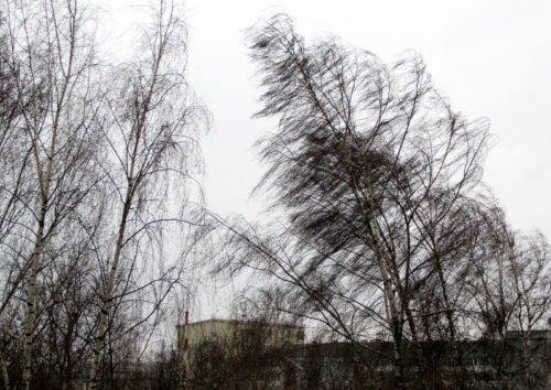 Синоптики предупреждают об усилении ветра