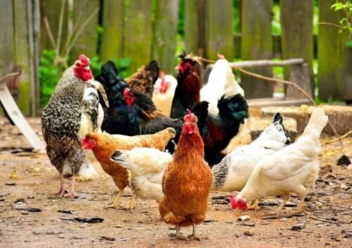 О гриппе птиц и мерах по недопущению заболевания домашней птицы