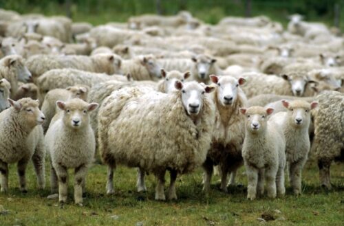 Оспа овец и коз